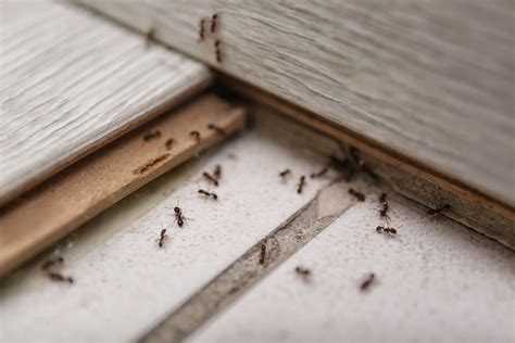 Ant Control Pest Control Lewisville Lewisville Pest Control Frontier Services Frontier