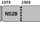 Topology Of The Zika Virus Polyprotein Here AnchC Denotes Anchored