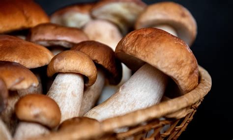 Cueillette de champignons ce quil faut savoir pour éviter une