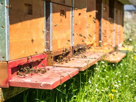 Wilde Bijen En De Biodiversiteit Ludwig Vandenhove