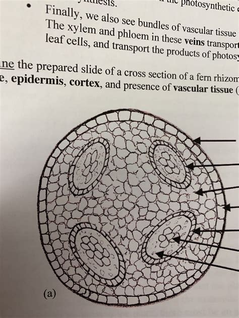 Cross Section Of Fern Rhizome Diagram Quizlet