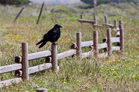 Cuervo Pájaro Negro Foto gratis en Pixabay Pixabay