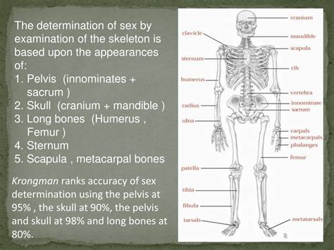 PPT SEX DETERMINATION FROM HUMAN SKELETAL REMAINS SKULL PELVIS