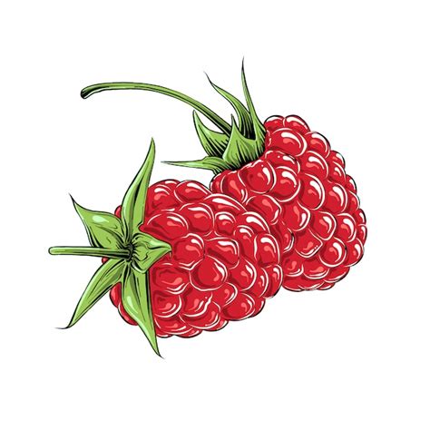 Premium Vector Hand Drawn Sketch Of Raspberry In Color Isolated