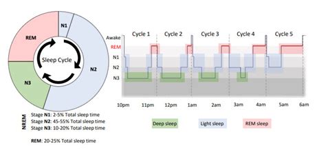 Sleep Architecture Which Shows The Typical Percentage Of Time Spent