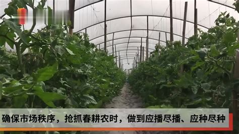 抢抓农时忙春耕 农技人员客串“主播”给农民“充电”凤凰网视频凤凰网