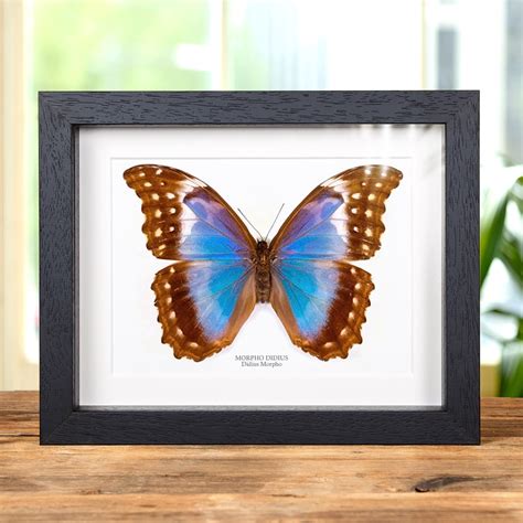 Female Giant Blue Morpho Butterfly In Box Frame Morpho Didius