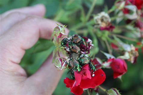 Japanese Beetle Adults Extension Entomology