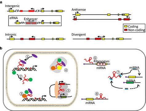 Genomic Context And Mechanisms Of Action Of Lncrnas A Lncrnas Can Be