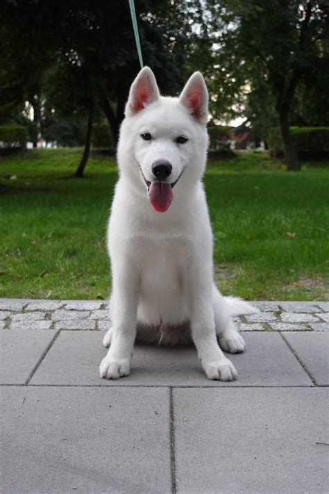 Biały Siberian Husky szczeniak Kobylin OLX pl