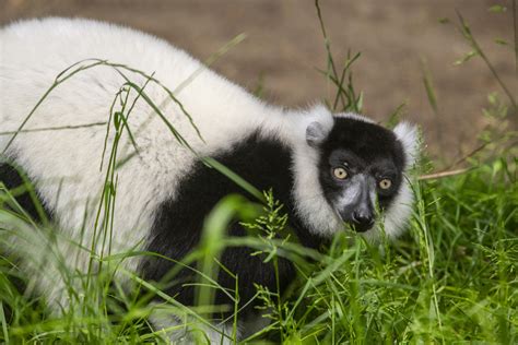 Conspiracy Theory: New Female Lemur - Point Defiance Zoo & Aquarium