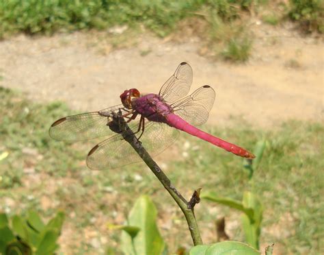 Caballito del Diablo Conoce sus características y mucho más