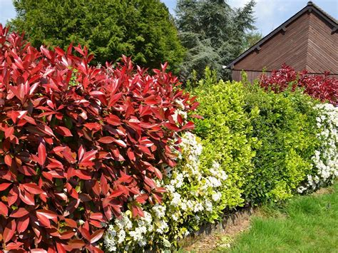 LES 10 MEILLEURES PLANTES POUR UNE HAIE QUI POUSSE VITE | Silence, ça ...