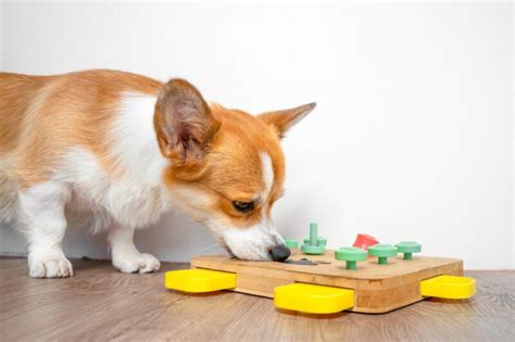 Do Dogs Get Bored 7 Signs And How To Help Great Pet Care