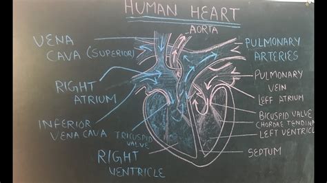 How To Draw Human Heart Diagram In Easy Way Just In To Minutes