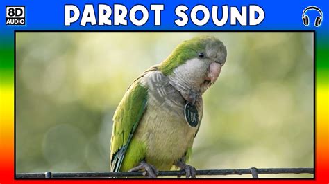 🦜 Parrot Sound Parrot Sound Effect Sound Of Parrot Noise Of