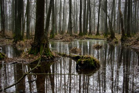 Pierwotny Bagienny Las Rezerwat Przyrody Olszyny Niezgodzkie Dolina