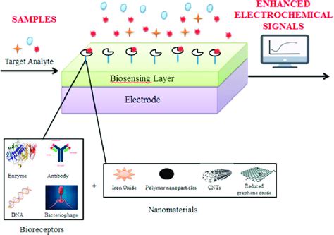 Schematic Of Analyte Detection By An Electrochemical Biosensor