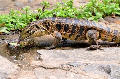 Columbian Tegu Facts And Pictures Reptile Fact