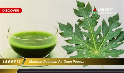 Ketahui Manfaat Rebusan Air Daun Pepaya Yang Wajib Kamu Intip Discover