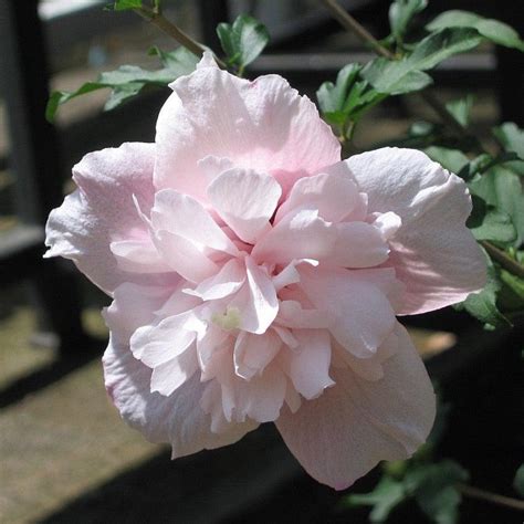 Hibiscus Syriacus Ds02ss ~ Strawberry Smoothie™ Rose Of Sharon