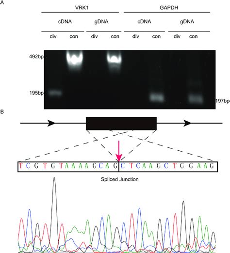 Pcr And Sanger Sequencing Validates The Existence Of Circvrk1 A Gel