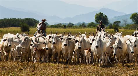 São Félix do Xingu se mantém líder nacional em rebanho bovino alta