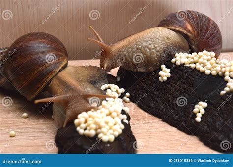 Large African Achatina Snails Stock Photo - Image of young, life: 283010836