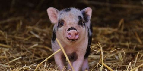 Pigs Express Their Emotions Through Grunts Study Reveals Totally