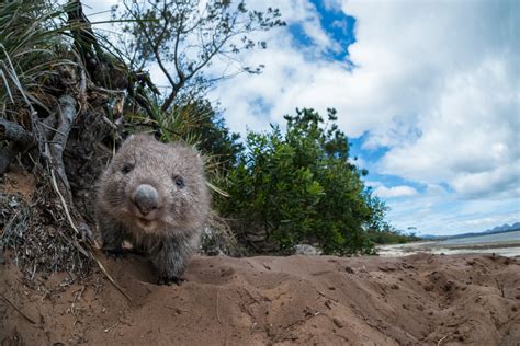 Young Wombat Emerging From Burrow | Sean Crane Photography