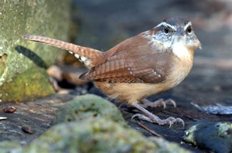 Carolina Wren Facts, Habitat, Diet, Life Cycle, Baby, Pictures