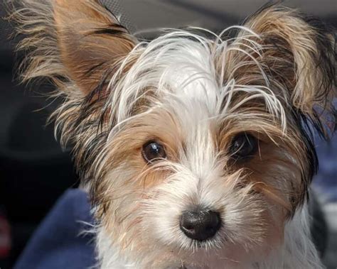 Types of Yorkie Breeds: A Complete Guide – Yorkie Fun