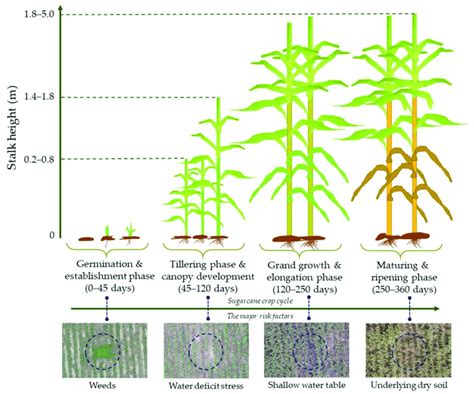 Sugarcane Growth Cycle