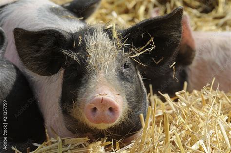 Hallisches Schwein Schw Bisch H Llisches Landschwein Sus Scrofa