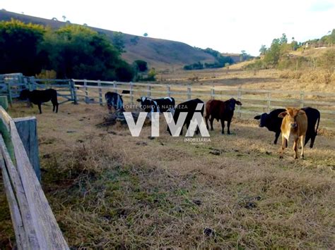 S Tio Fazenda Venda Em Cambui Mg Alqueire Rico Em Agua