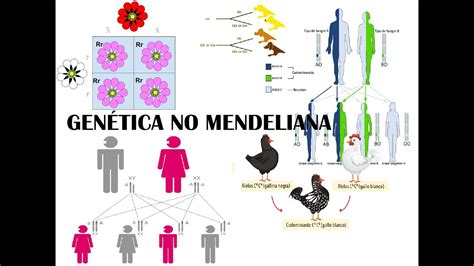 Gen Tica No Mendeliana Youtube