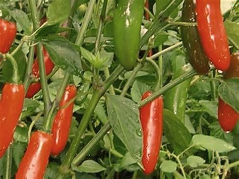 Serrano Chili Pepper – A Beautiful Spicy Flavored Chilli – 20 Seeds | Rahi SeedBank