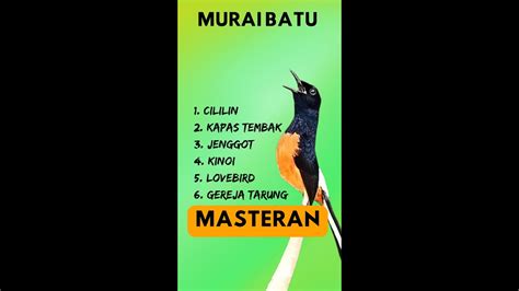 100 LIVE MURAI BATU MASTERAN MATERI GACOR COCOK DIMALAM HARI MURAI