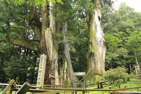 杉の大杉（大豊町） おすすめスポット みんカラ