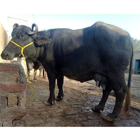 Different Available Black Murrah Buffalo At Best Price In Karnal Vijay Dairy Farm