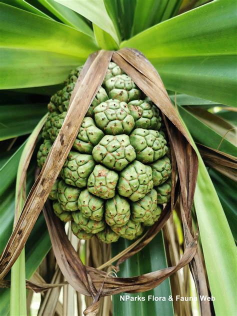 Nparks Pandanus Tectorius