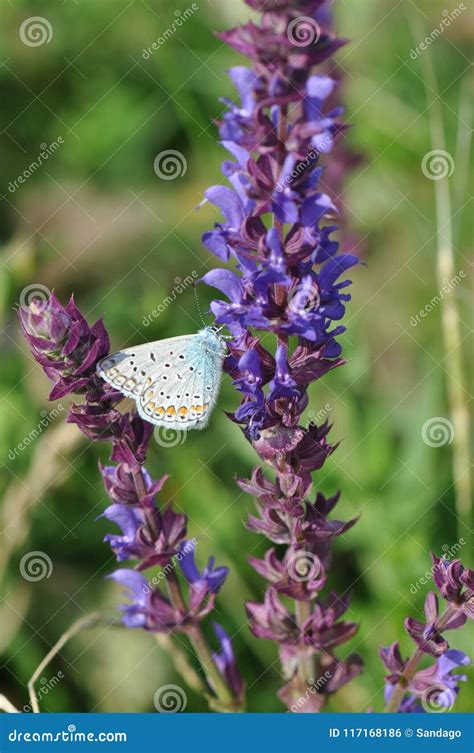 Salvia With Butterfly Stock Photo Image Of Sage Bloom 117168186