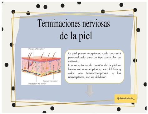 Terminaciones Nerviosas de la Piel Danny González uDocz