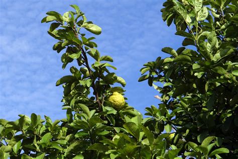 無料画像 自然 ブランチ 工場 フルーツ 太陽光 葉 フード 作物 常緑 植物学 庭園 フローラ レモンの木