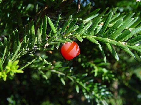 Heimische Eibe Taxus Baccata G Nstig Kaufen