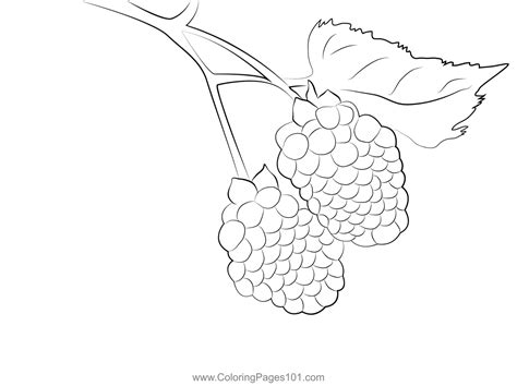 Blackberry Fruit Coloring Page For Kids Free Blackberry Printable