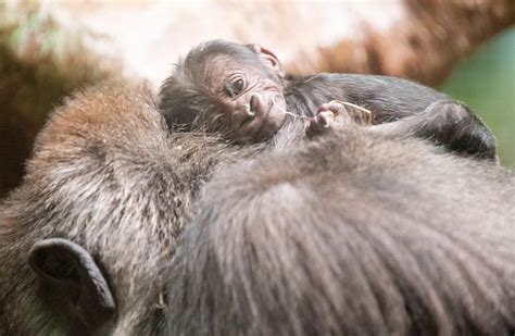 Cleveland Zoo Shared Adorable Photos Of Newborn Baby Gorilla