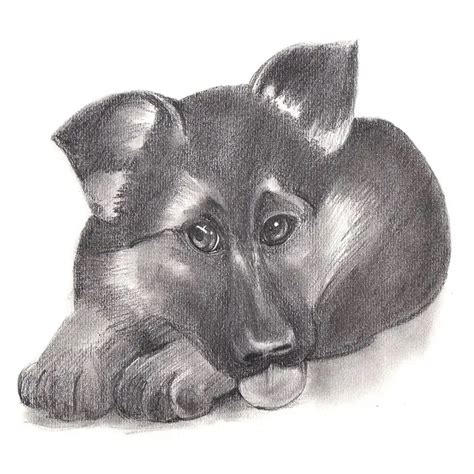 German Shepherd Puppy Pencil Drawing - How to Sketch German Shepherd ...