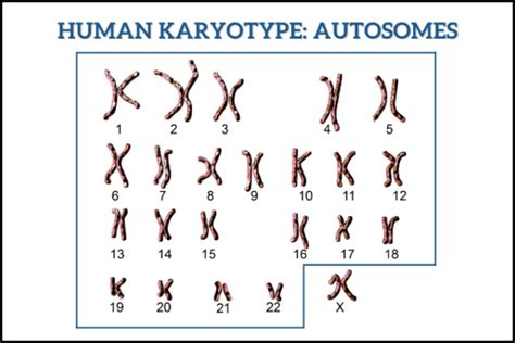 Autosomal Dna Testing What Is It And How It Works