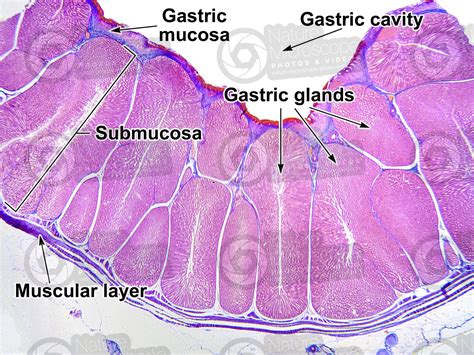 Gallus Gallus Domesticus Chicken Stomach Transverse Section 7x